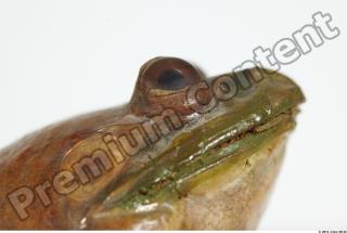 Bullfrog Rana catesbeiana 0015